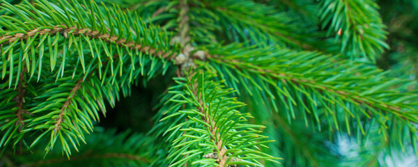 Fototapeta premium green branches of a christmas tree, close up