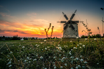 Windmill in the sunset with flowers. in the evening these mills are in a great landscape in Hungary...