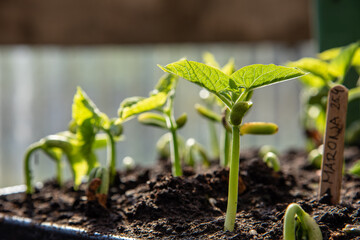 frisch gekeimte Pflanzen
