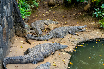 Sleeping crocodiles on crocodile parc, Mauritius. High quality photo