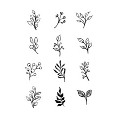 Floral graphic elements vector set. Flowers and plants hand drawn illustrations. Nature ornaments.