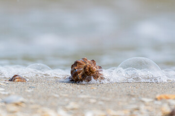 SNAIL ON THE BEACH