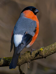 A bird Pyrrhula pyrrhula on a branch