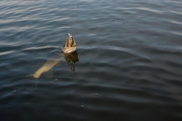 Summer fishing, pike fishing, spinning on the lake 