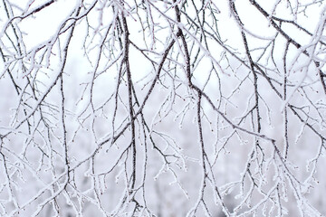 Snow-covered branches in the winter park