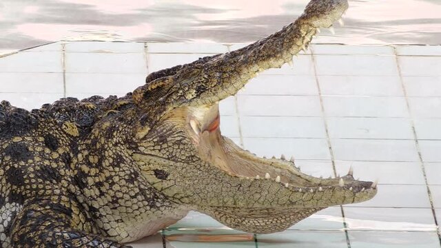 Alligators are reptiles. , The crocodile is opening its mouth in the zoo.