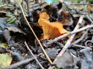 Chanterelle mushroom
