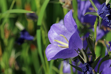 Canterbury bell blue flowers in close up