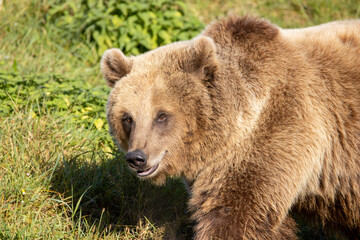 Naklejka na ściany i meble brown bear cub