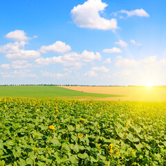 Fototapeta na wymiar Green sunflower field and sun on the horizon.