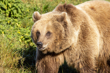 brown bear cub
