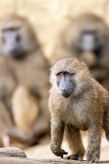 baboon mother and baby