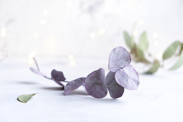 A branch of a eucalyptus tree in purple shades on a light background with shining bokeh. Trending plant, dried flower for decoration.