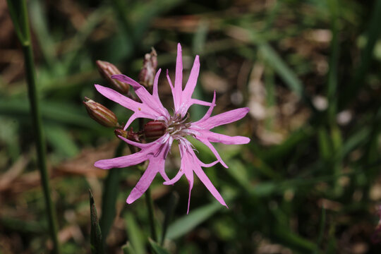 Ragged robin pink flower in close up