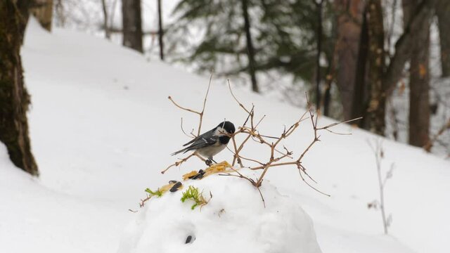 Nuthatch and tit in winter