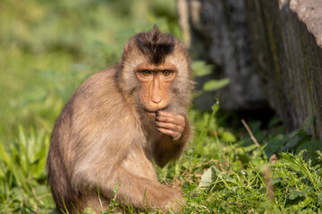 portrait of a monkey