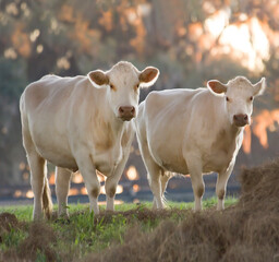 Charolais Cattle in pasture with setting sun