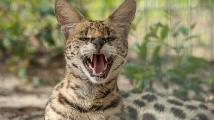 Captive African Serval cat showing teeth