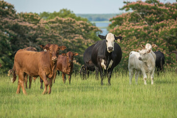 Herd of beef cows in pasture