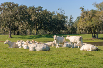 Charolais Cattle herd resting in pasture