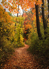 Fototapeta na wymiar autumn in the woods