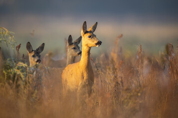 Capreolus capreolus, female Roe Deer © szczepank