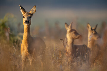 Capreolus capreolus, female Roe Deer
