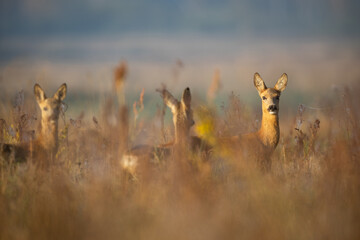 Capreolus capreolus, female Roe Deer © szczepank
