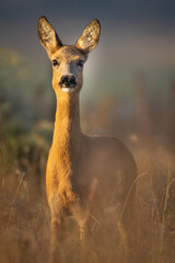 Capreolus capreolus, female Roe Deer