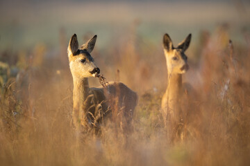 Capreolus capreolus, female Roe Deer