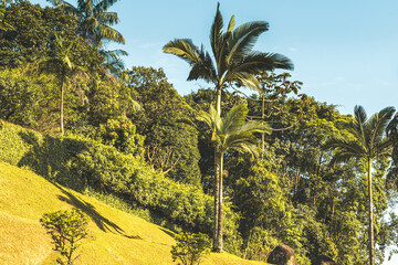 uma floresta e a palmeira em destaque com o céu azul