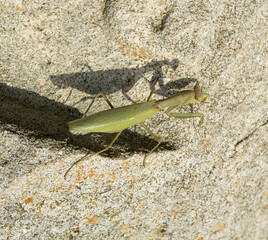Insect female praying mantis