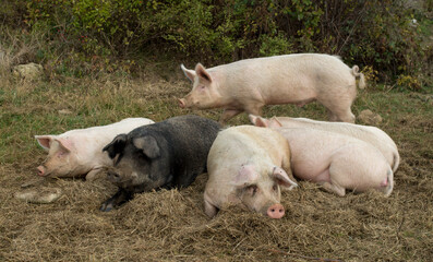 Sx fat lying pigs on a meadow close