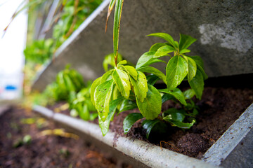 Close up of a vertical green wall garden on behalf of climate adaptation