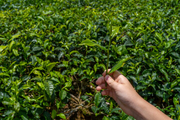 Naklejka na ściany i meble Child's tourist hand hold tea sprout against background of plantation field. Watching the best kind of tea for importations. Close up of fresh green leaves. High quality photo