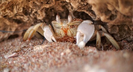 Sea crab close focus