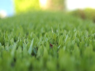grass with low depth of field