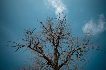tree and clouds