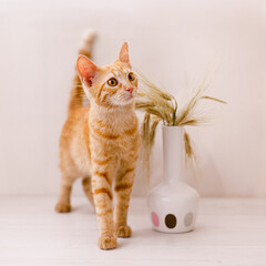 The inquisitive red kitten looks intently somewhere near the vase of wheat spikes
