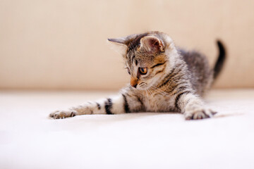 A little striped kitten playing on a beige blanket and catching something with her paws, hunting