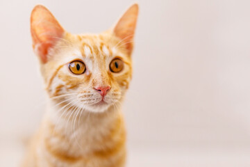 Large portrait of a red-haired kitten with big yellow eyes, pink nose, and huge ears