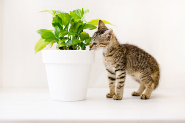 A little striped kitten sits on a white table, sniffing a flower in a pot and playing. Home comfort concept