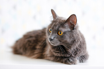 A gray smoky Maine Coon cat with yellow eyes lying on a white background