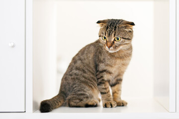 A Scottish lop-eared cat kitten sits on a big white shelf among shelves and books, looking for something. Place for text