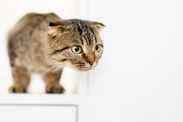 A Scottish lop-eared kitten sits on a large white rack, looking out for something with predatory eyes. Place for text