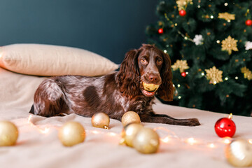 Russian spaniel with big ears plays with Christmas toys, gold balls and jumps on the bed. Dog holds gold balloon in his mouth