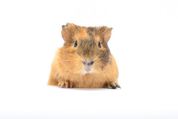 young short haired brown guinea pig