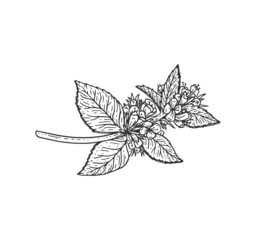 Mint leaf vintage sketch. Peppermint branch with flowers woodcut, perfect for organic food label.