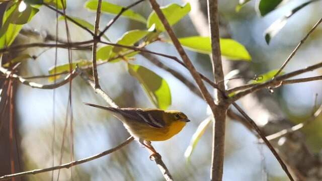 Pine warbler bird perched in a tree