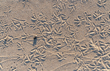 seagull footprints in the sand close up